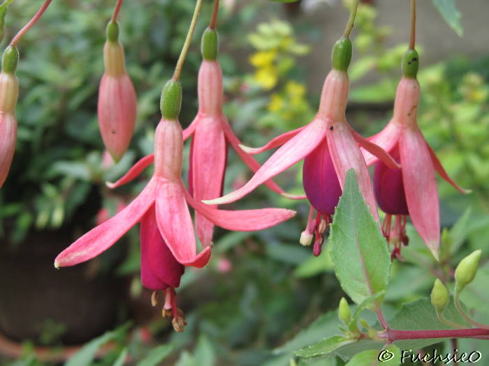 Fuchsie