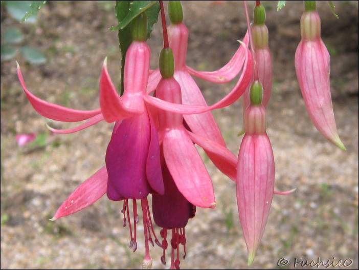 Fuchsie