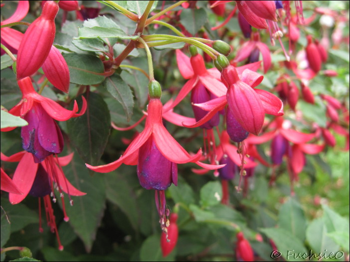 Fuchsie