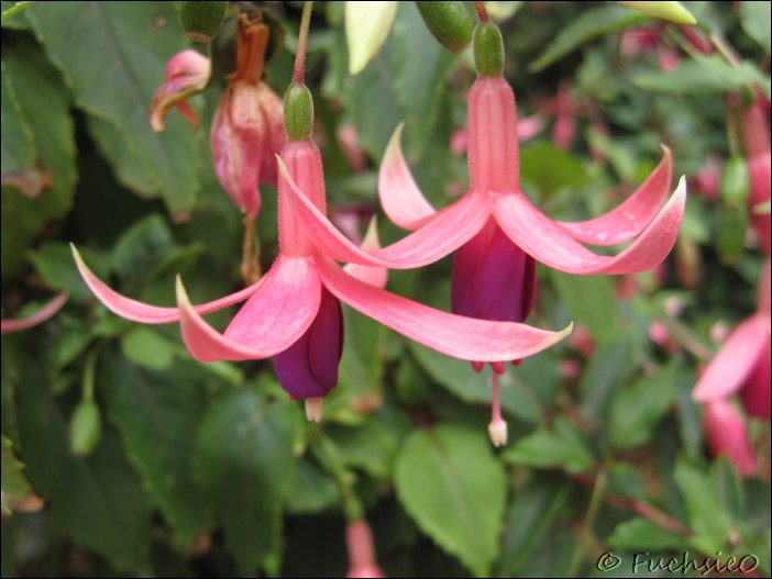 Fuchsie