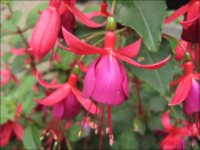 Fuchsie
