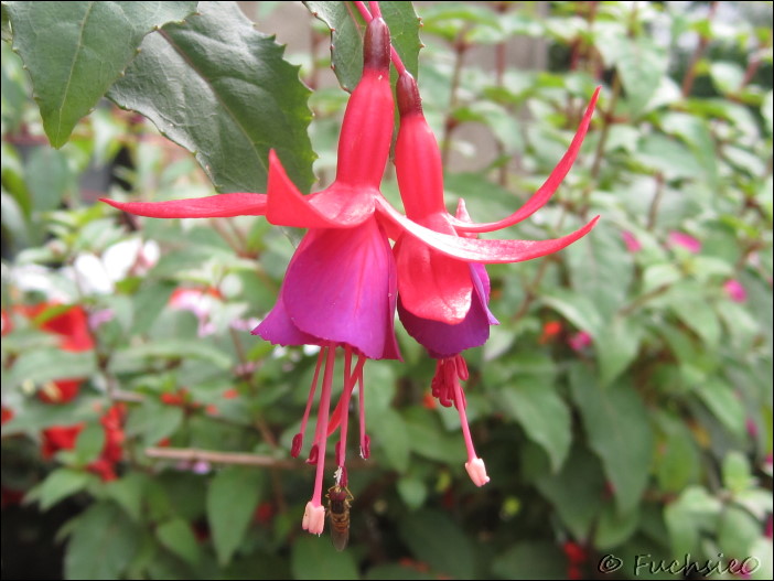 Fuchsie