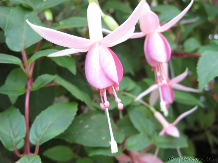 Fuchsie