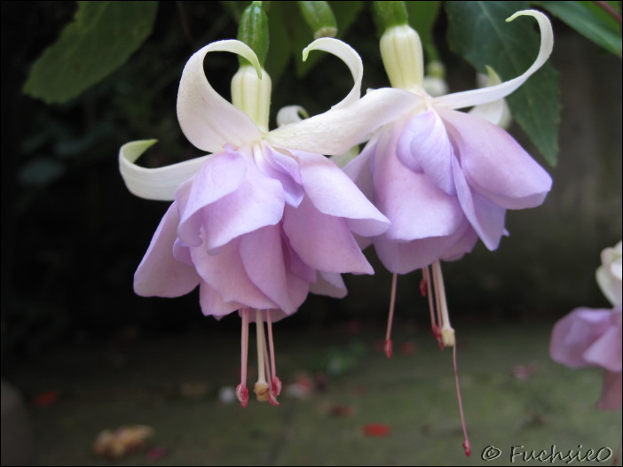 Fuchsie