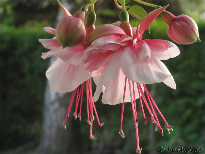 Fuchsie