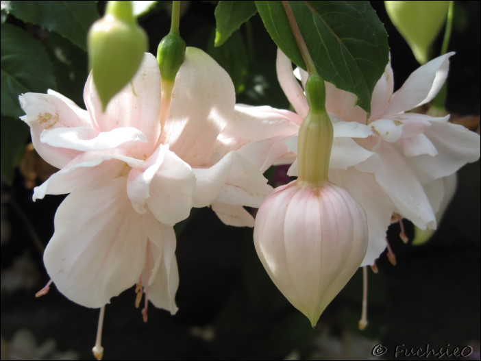 Fuchsie