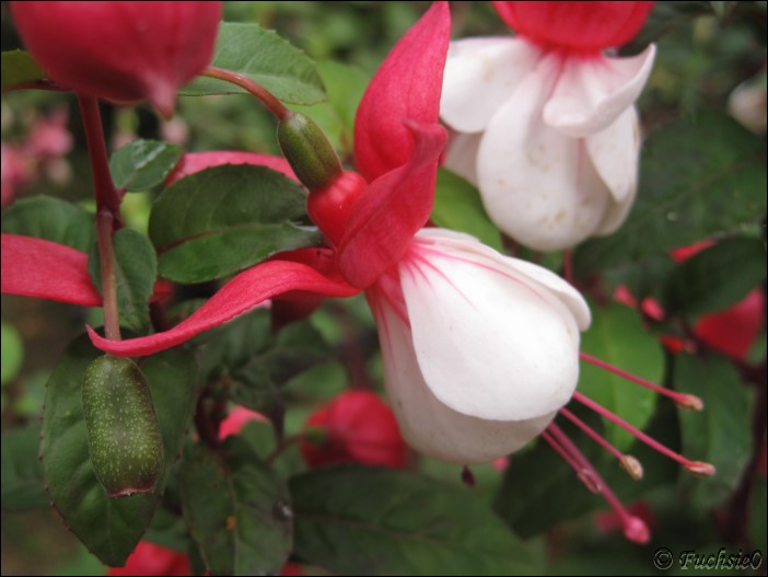 Fuchsie