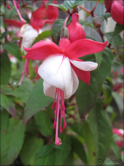 Fuchsie