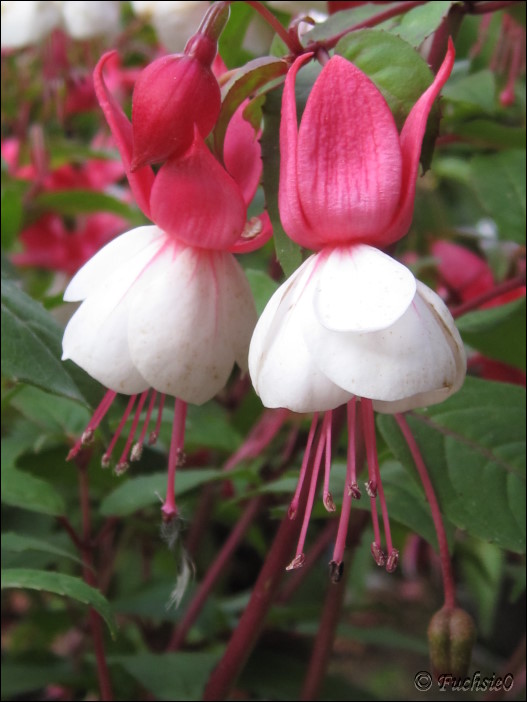 Fuchsie