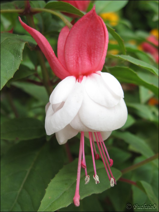 Fuchsie