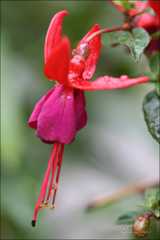Fuchsie
