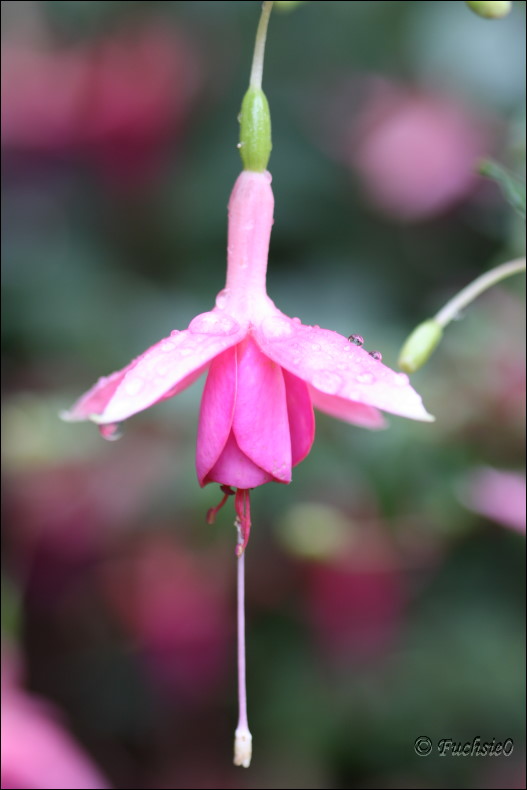 Fuchsie