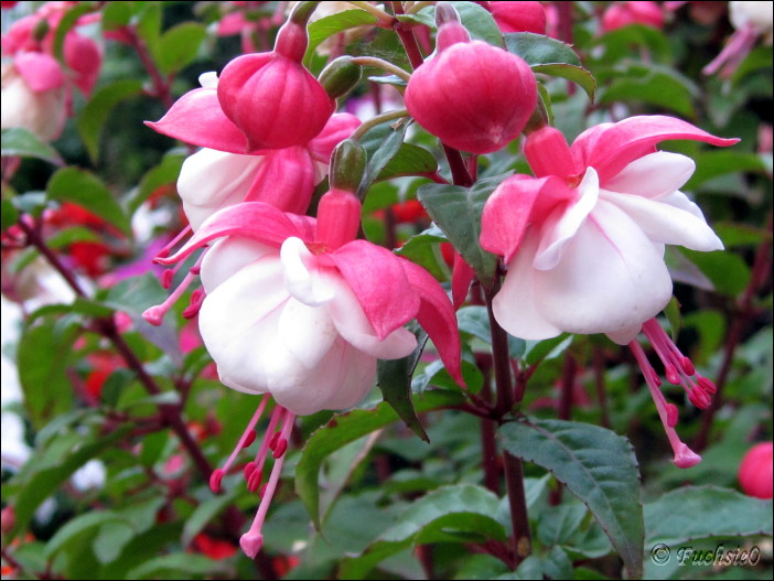 Fuchsie