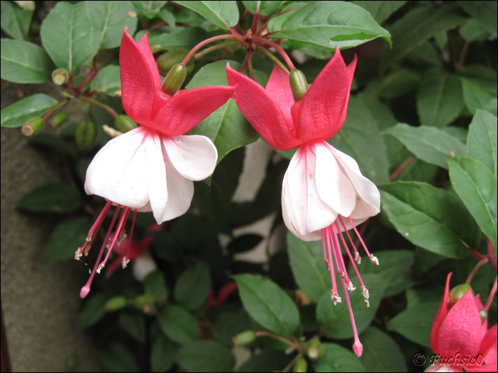 Fuchsie