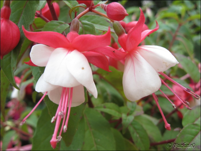 Fuchsie
