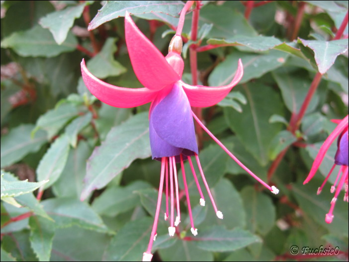 Fuchsie