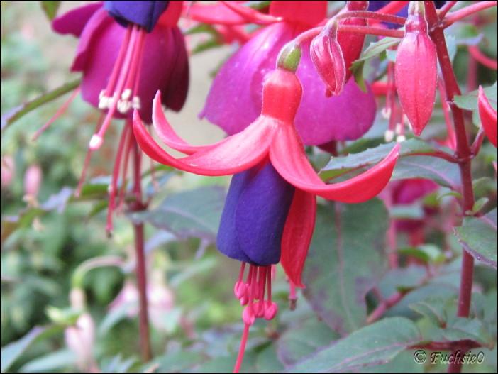 Fuchsie
