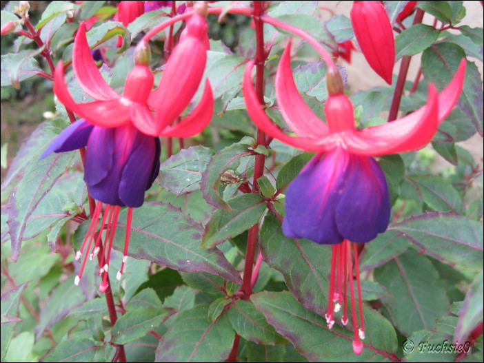 Fuchsie