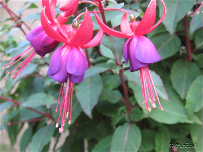 Fuchsie